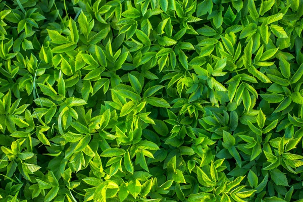 Goutweed Leaves Flat Background Selective Focus — Stock Photo, Image