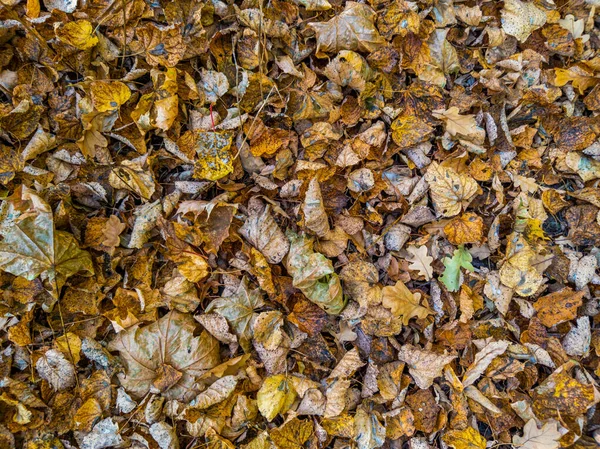 Jesienny tło różny rodzaj opadły drewniany liść z wybiórczy ukierunkowanie — Zdjęcie stockowe