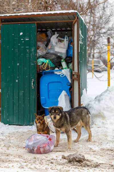 Dwa zabłąkane psy zabierają worki na śmieci w zimowy dzień pod śniegiem — Zdjęcie stockowe