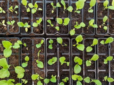 Mağaza tepsisindeki saksılarda bulunan genel tohumlar - yukarıdan görünüm