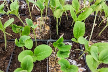 Mağaza tepsisindeki saksılarda jenerik tohumlar - yakın plan görünüm