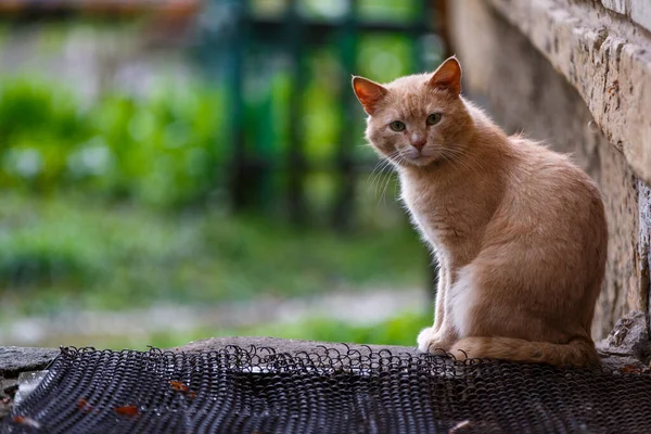 Gato jengibre sin hogar sentado en la calle y mirando a la cámara —  Fotos de Stock