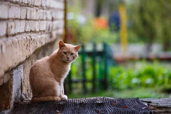 Dakloze gember kat zitten op straat en kijken naar de camera — Stockfoto