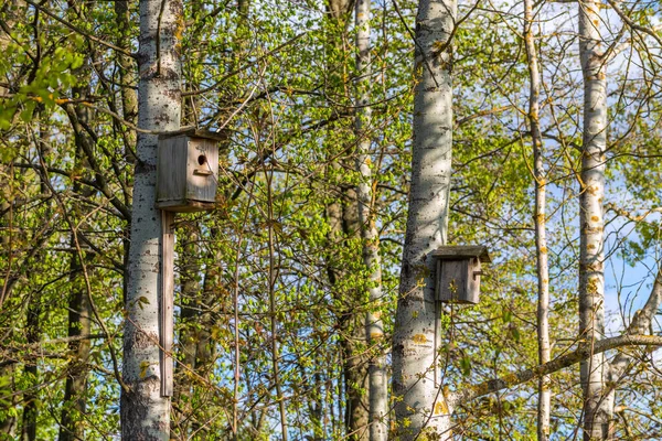 Två fågelhus på poppelträd i vårdagsljus — Stockfoto