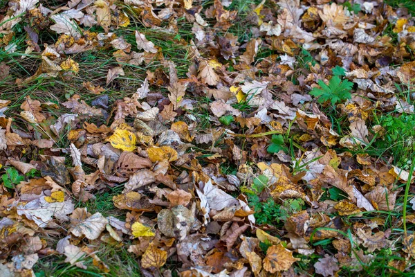 Arrière-plan d'automne de différents types de feuilles de bois tombées avec foyer sélectif — Photo