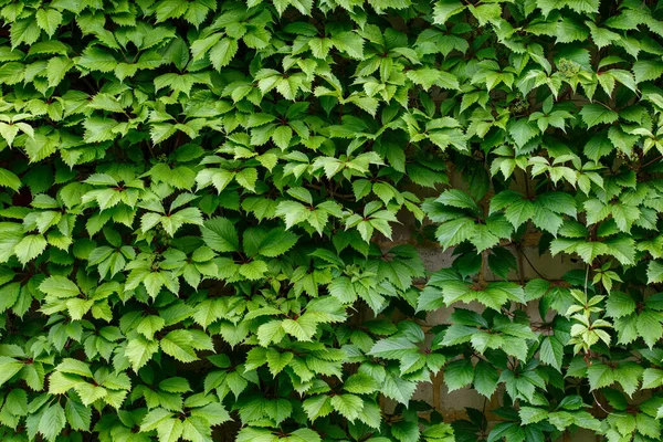 Platt grön full ram bakgrund och konsistens av vilda vinblad på väggen — Stockfoto