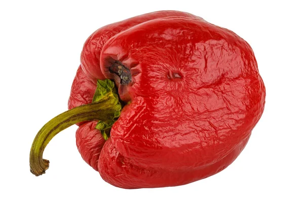 Pimiento rojo podrido aislado sobre fondo blanco —  Fotos de Stock