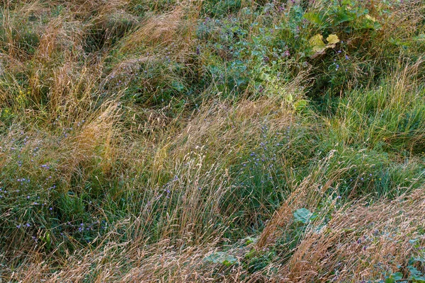 Ανάμεικτα άγρια πράσινο και ξηρό κίτρινο γρασίδι αργά το απόγευμα του καλοκαιριού — Φωτογραφία Αρχείου