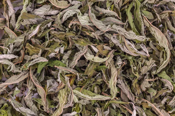 Крупним планом повний каркас макро фон з натуральних сушених листя м'яти — стокове фото
