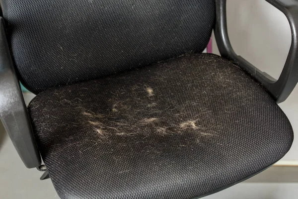 Gato pelo contaminado negro de malla de aire silla de oficina sufface - vista de cerca —  Fotos de Stock