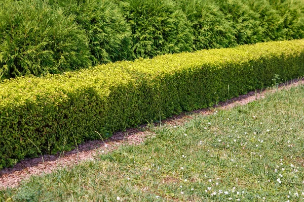 Kvadratformad grön häck klippt staket separerad från torr gräsmatta med röda granit chips — Stockfoto