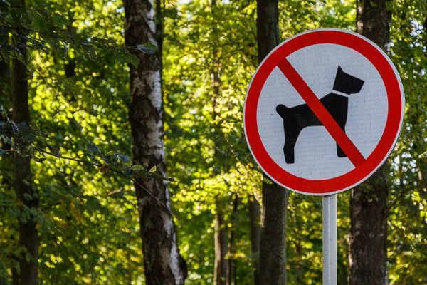 Inga hundar tillåtna tecken på stolpe i sommar grön park skog - närbild med selektivt fokus och bakgrund bokeh oskärpa — Stockfoto