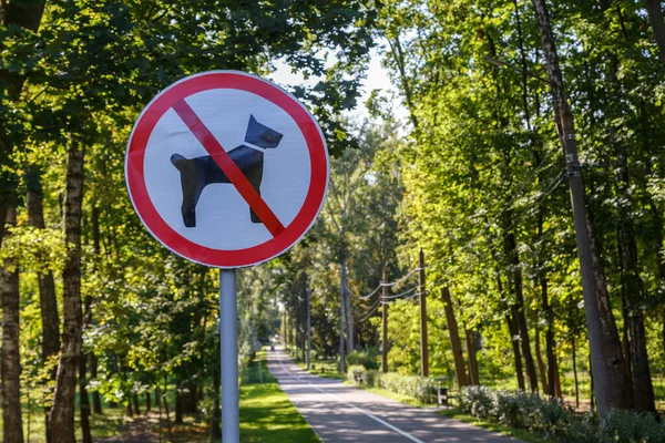 Inga hundar tillåtna tecken på stolpe i sommar grön park skog - närbild med selektivt fokus och bakgrund bokeh oskärpa — Stockfoto