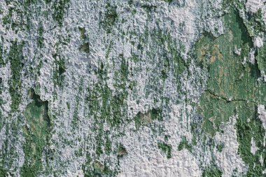 Beyaz alçı lekeli yeşil boya duvarını soyan eski püskü elbiseler.