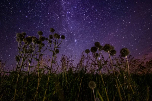 Thistle spike balls on starry summer night background — стоковое фото