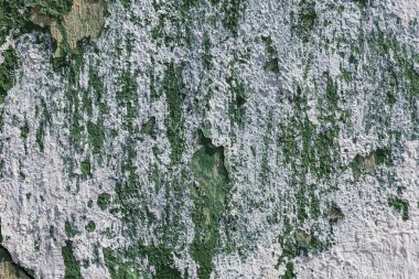 Beyaz alçı lekeli yeşil boya duvarını soyan eski püskü elbiseler.