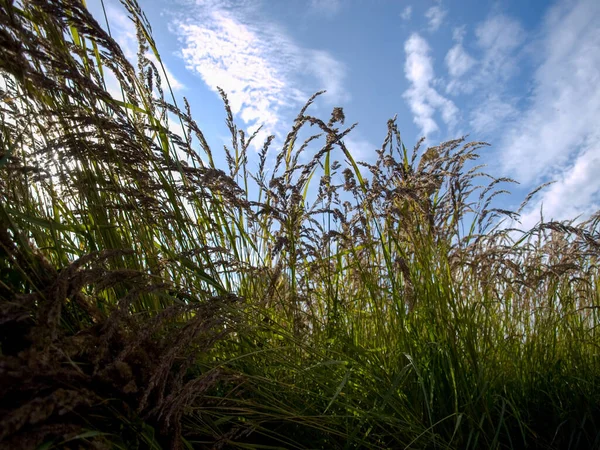 Висока дика зелена трава в літній день на блакитному небі з хмарами фону — стокове фото