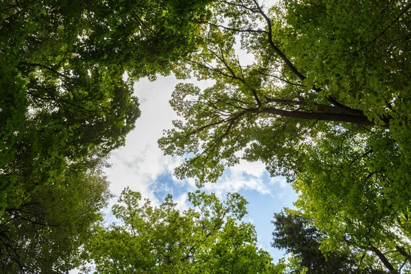 Широкоугольный низкий навес снимок в зеленом лесу, вверх вид на верхушки деревьев с зеленой листвы и голубого неба белые облака позади — стоковое фото
