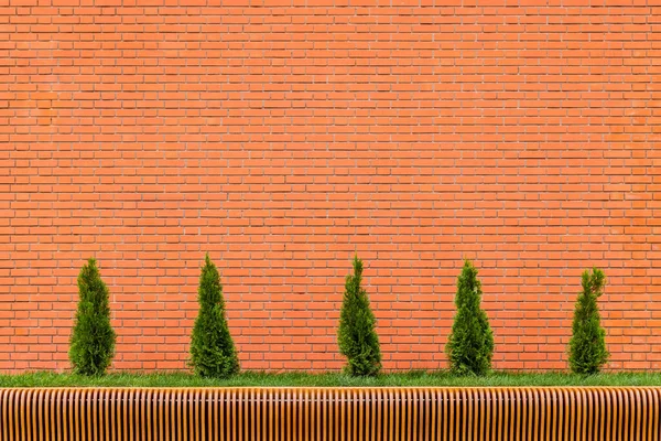 Σειρά από πέντε μικρά κωνικά δέντρα thuja μπροστά από το κόκκινο τοίχο τούβλο και παραμετρικό πάγκο κόντρα πλακέ — Φωτογραφία Αρχείου