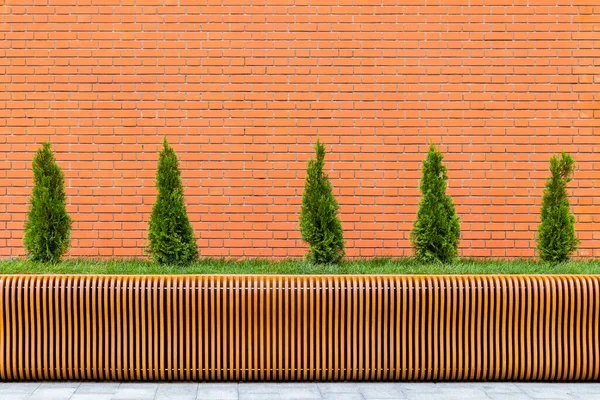 Rad med fem små koniska thuja träd framför röd tegelvägg och parametrisk plywood bänk — Stockfoto