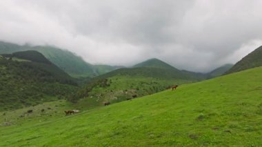 Kırgızistan 'da yağmurlu bir yaz gününde bir grup at yeşil dağ otlaklarında otluyor.