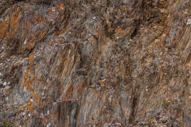 Rugged rock surface adorned with vibrant orange and grey lichen in a mountainous Kyrgyzstan region. Natural environment showcases rich textures under bright daylight, evoking earthy vibes.
