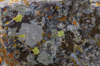 Rough textured rock displays various lichen species in multiple colors under bright daylight. Natural setting emphasizes organic beauty and ruggedness of nature.
