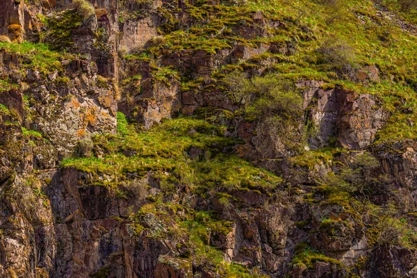Serene scene features vibrant plants flourishing on rugged rocks in a mountainous region. The peaceful natural environment creates a calming atmosphere during daytime.
