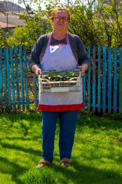Senior woman carries plastic crate filled with sweet pepper seedlings in peaceful rural garden. Serene atmosphere, wooden fence in background, bright daylight enhances the scene.