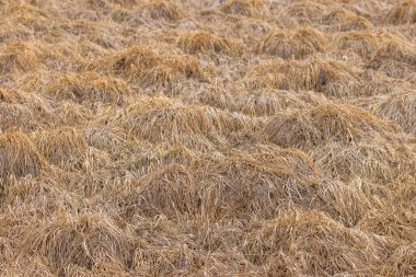 Wild dry grass field in natural outdoor setting during daytime, full-frame view.