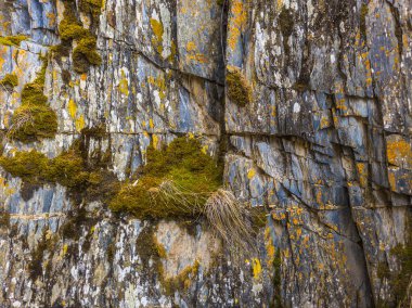 Rugged rock showcases a rich texture adorned with vibrant green moss. Natural outdoor setting creates a serene atmosphere during the daytime, highlighting the beauty of nature.
