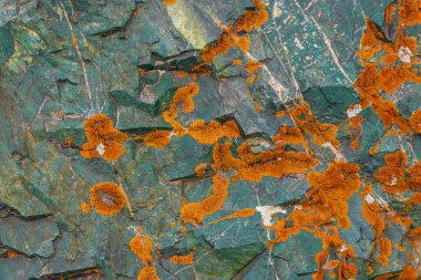 A close-up view of bright orange Xanthoria sorediata lichen growing on a green textured sedimentary metamorphic.