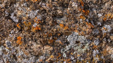 Vibrant lichen in various colors grows on a rough rock surface, showcasing natures beauty. The textured rock provides a rugged backdrop, emphasizing the natural setting.