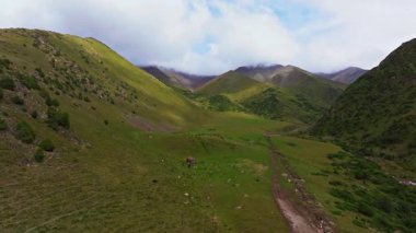 Drone descending over cows grazing in a mountain valley, revealing a dirt path, stream, rocks amidst green pastures and rugged peaks under a cloudy sky.