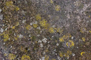 Texture and full-frame background of wet, moldy concrete driveway surface with visible mold and moisture.
