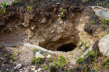 Calm and desolate scene featuring a hole that appears to be an animal burrow. The setting is a natural environment captured at ground level during daytime.