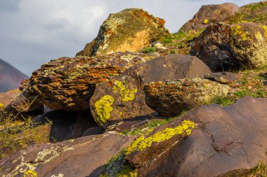 Many sedimentary metamorphic rocks of various sizes are covered in vibrant yellow and orange-red lichen in Kyrgyzstan mountains.