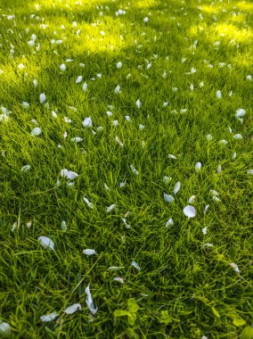 White apple flower petals scattered across soft green grass, high angle view.