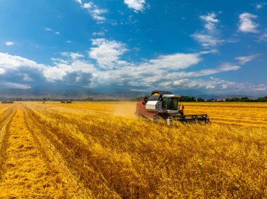 Combine harvester efficiently harvesting wheat in rural field. Serene atmosphere with mountains in background and bright sunshine enhances industrious mood of day.