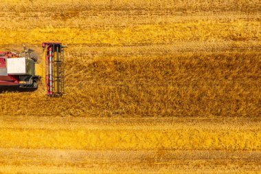 Combine harvester operates efficiently in a lush agricultural field. Daytime scene conveys a sense of productivity and peacefulness in nature.