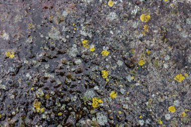 Texture and full-frame background of wet, moldy concrete driveway surface with visible mold and moisture.