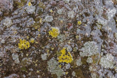 Texture and full-frame background of wet, moldy concrete driveway surface with visible mold and moisture.