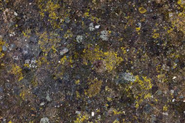 Texture and full-frame background of wet, moldy concrete driveway surface with visible mold and moisture.