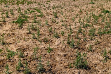 Kurak bir zemin içinde sayısız bitki organize sıralarda yetişir. Kuru ve çorak arazi, gün içinde çiftçiliğin zorluklarının altını çiziyor..