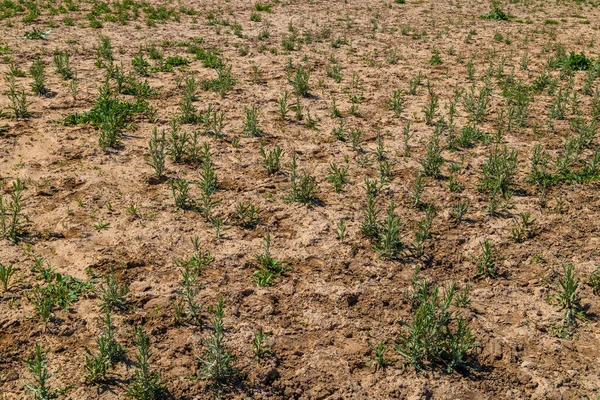 Kurak bir zemin içinde sayısız bitki organize sıralarda yetişir. Kuru ve çorak arazi, gün içinde çiftçiliğin zorluklarının altını çiziyor..
