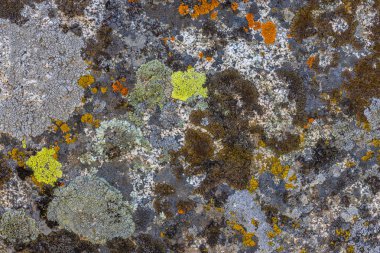 Kaya yüzeyini kaplayan renkli liken - doku ve tam kare yakın plan