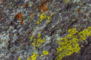 Değişik renklerde canlı liken doğal ortamda sert kaya yüzeyini kaplar. Yakın plan görüntüler gündüz ışığı altında karmaşık dokular ve detaylar gösterir.