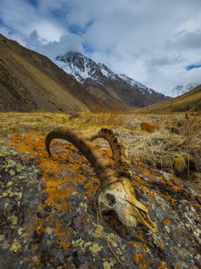 Keçi kafatası kırgızistan 'ın sakin dağlarında engebeli bir kayanın üzerinde duruyor. Kasvetli atmosfer, gündüz vakti doğayı, yalnızlığı ve huzuru vurguluyor..