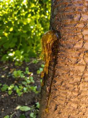 Dokulu kiraz ağacının gövdesine yakın plan kehribar rengi özsuyu akıyor ve damlıyor. Bulanık yeşil yapraklar ve koyu toprak gündüz vakti doğal ve organik bir atmosfer yaratır..