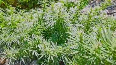 Yüksek açılı kenevir çalılarının rüzgarda sallanışını yaz sonlarında doğrudan güneş ışığı altında